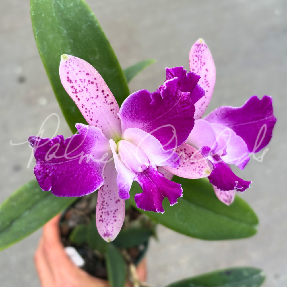 Rlc. Chief Gila — Palmer Orchids
